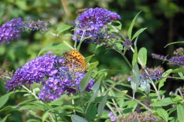 <p>Butterflies&nbsp;collecting nectar.</p>