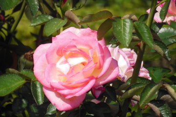 <p>Roses also grace this park.</p>