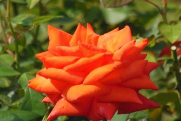 <p>A beautiful red rose.</p>