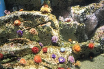 <p>สีสันใต้ท้องทะเลที่ถูกนำมาอยู่ตรงหน้าคุณ</p>