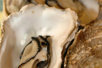 Kanawa Open Shell Oyster