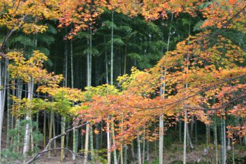 Bamboo Forest