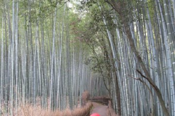 Bamboo Forest