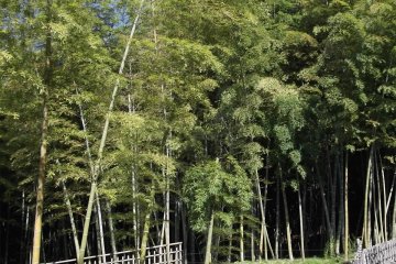 <p>The bamboo grove</p>
