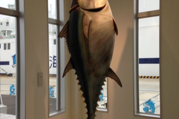 <p>Life size model of Oma's tuna. Bigger than me, a 6ft&nbsp;, 200 lb. man!</p>