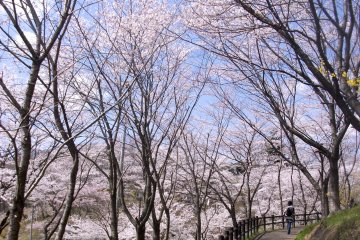 <p>The path leading to the top of the hill.</p>