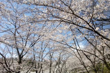 <p>&nbsp;Cherry blossoms are amazing.</p>