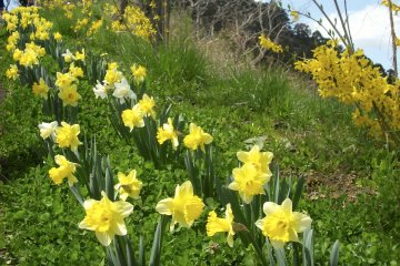 <p>Daffodils along the path to the Kannon.</p>