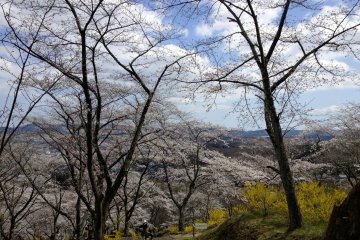 <p>More cherry trees. There are a lot of cherry trees. A lot.&nbsp;</p>