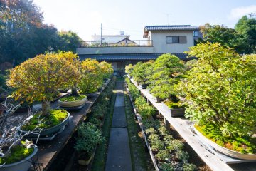 Omiya Bonsai Village