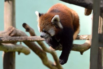 Parc zoologique de Chiba 