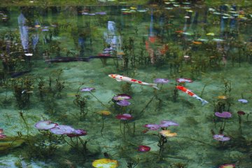 Monet's Pond