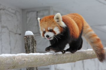 Sapporo Maruyama Zoo 