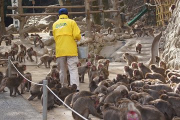 Mount Takasaki Monkey Park