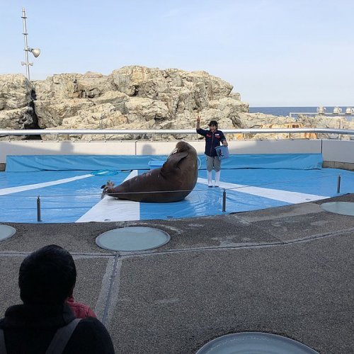 Walrus show
