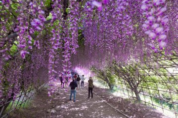 Kawachi Fujien Wisteria Garden
