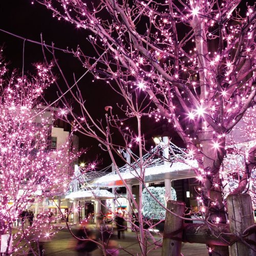 Nishikoyama Illuminations