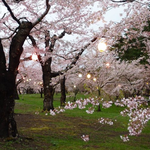 Cherry Blossoms