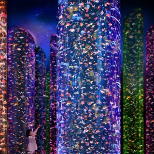 Art Aquarium Museum