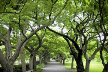 Koishikawa Botanical Garden