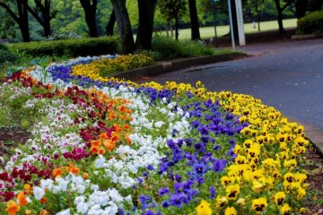 Koganei Park