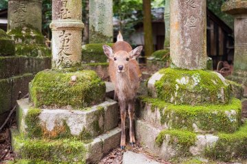 Nara Park