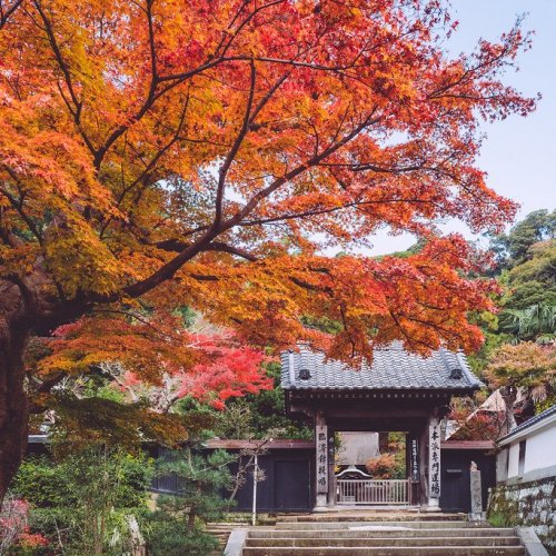 Autumn Leaves