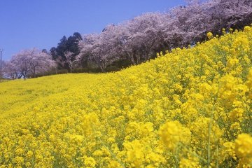 Mother Farm