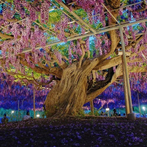 The Great Wisteria
