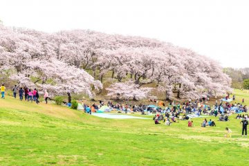  Negishi Forest Park