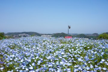 Kurihama Flower Park