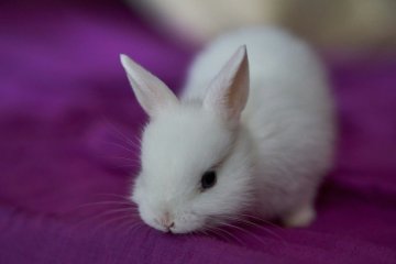 Bunny Cafe Moff Rell