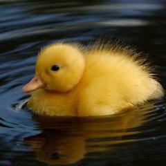 Noriko Duck