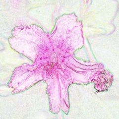 Permata Dian