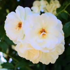 Lily 